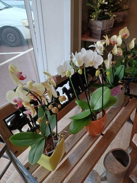 Composition florale d'orchidées Caen