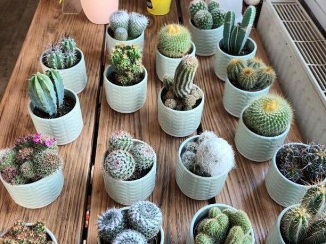 Les cactus et les succulentes chez votre fleuriste de Giberville 