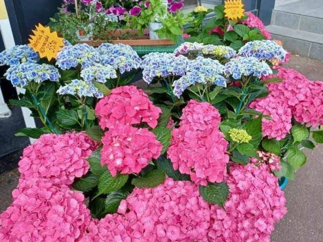 Arrivage de plantes vivaces chez votre fleuriste de Giberville 